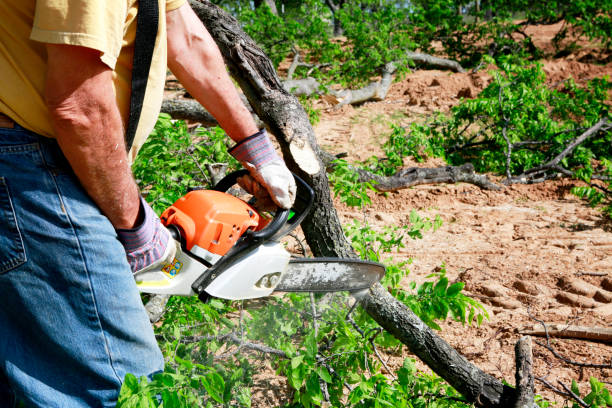 Dead Tree Removal in Mount Pleasant, SC